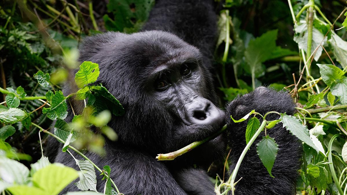 Post covi19 gorilla trekking guidelines