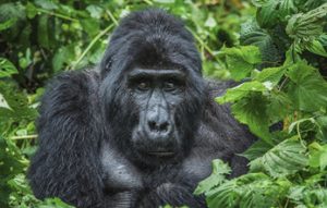 gorilla tours