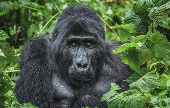 Gorilla Tours – Gorilla Trekking Safaris in Rwanda & Uganda
