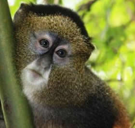 primate safaris in Rwanda