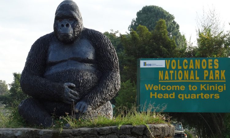 Gorilla trekking in Volcanoes