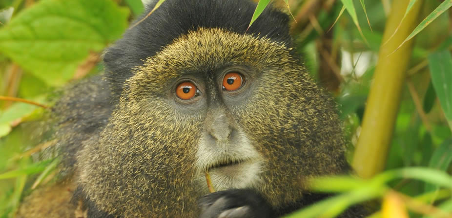 golden-monkey-trekking-rwanda