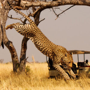 African safaris