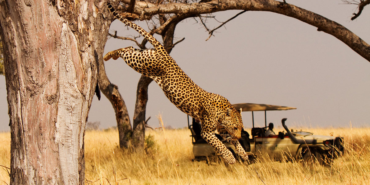 African safaris