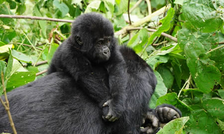 10 Days Uganda wildlife safari