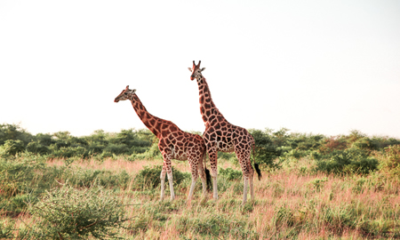 Uganda safari