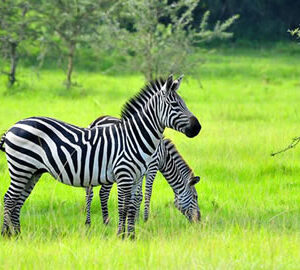 10 Days Uganda safari