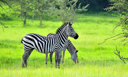 Uganda safaris