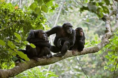 5 Days Rwanda luxury safari