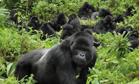 Luxury safaris in Rwanda