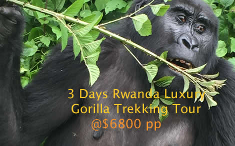 gorilla tours