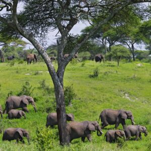 8 Days Tanzania migation safari