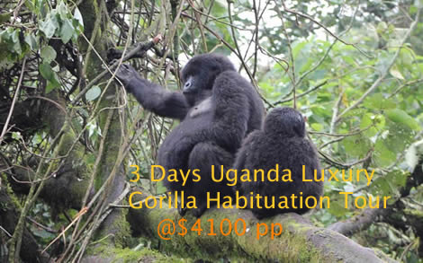 gorilla tours