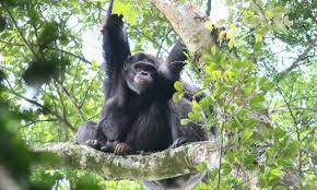 Chimpanzee trekking in Nyungwe Forest