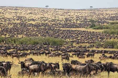 Tanzania game safaris