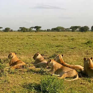 Tanzania game safaris