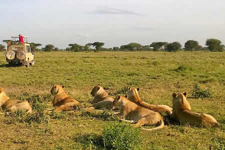 Tanzania safaris