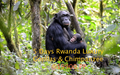 Luxury Rwanda safaris