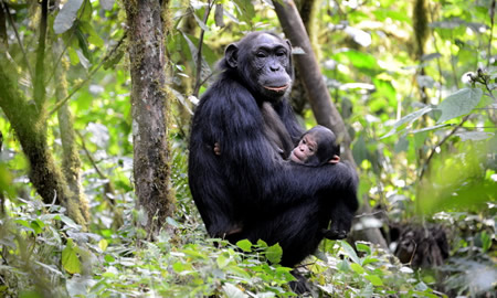 chimpanzee trekking in Uganda | Rwanda Gorilla Tour Chimpanzee tracking Rwanda