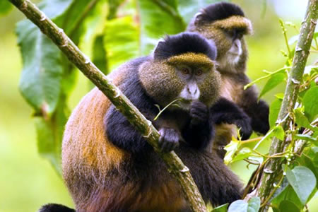 7 Days Rwanda & Uganda combined safari
