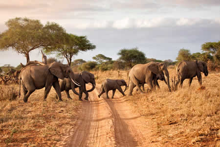 Tanzania safaris