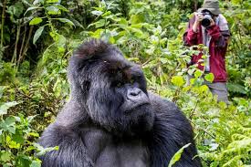 Gorilla trekking in Bwindi Forest