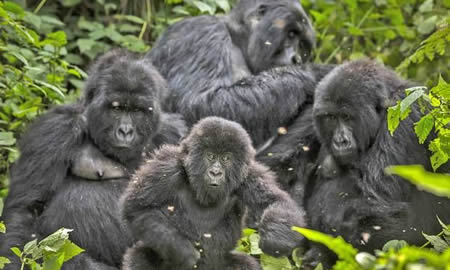 7 Days Uganda gorillas & chimpanzee safari