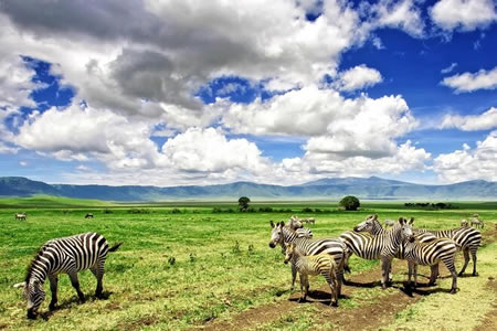 Tanzania Game Safaris