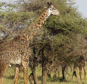 Uganda game safaris