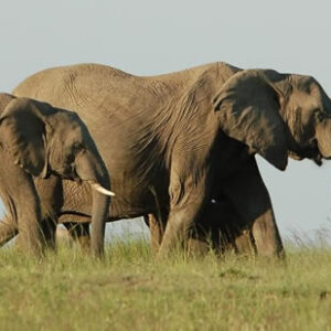 Wildlife safaris in Rwanda