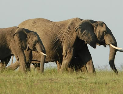 Kidepo valley national park