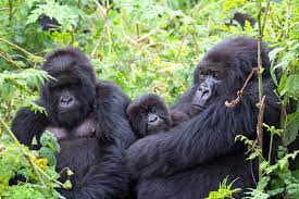 Gorilla safaris in Uganda