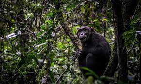 Chimpanzee Trekking safari