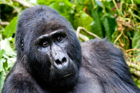 Combined gorilla safaris