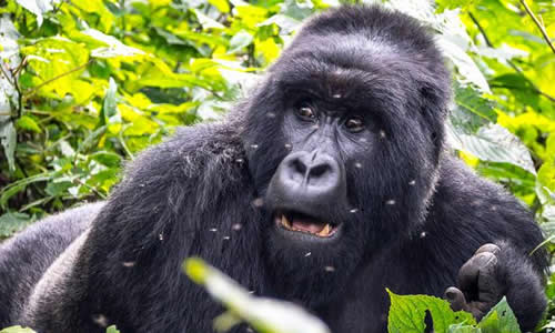 Gorilla tours in Congo