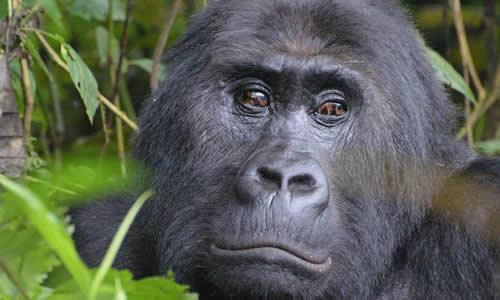 Congo gorilla tours