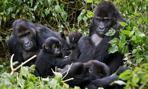 Gorilla tyrekking in Congo