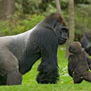  Congo gorilla safari