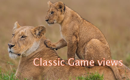 game viewing safaris