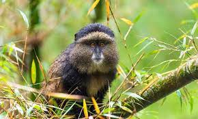 4 Days Rwanda safari