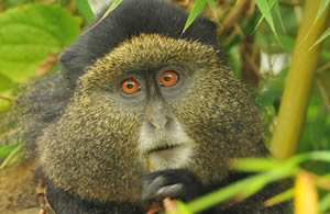 3 Days Rwanda primates safari