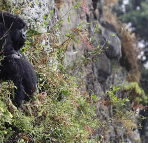 7 Days Rwanda Uganda safari