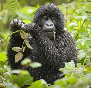 3 Days Uganda Luxury Gorilla Tour
