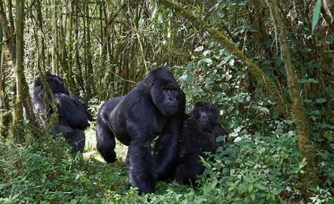 Gorilla safaris in Rwanda