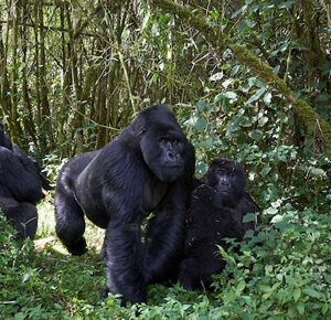 Luxury gorilla safaris