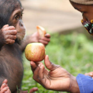 Congo safaris