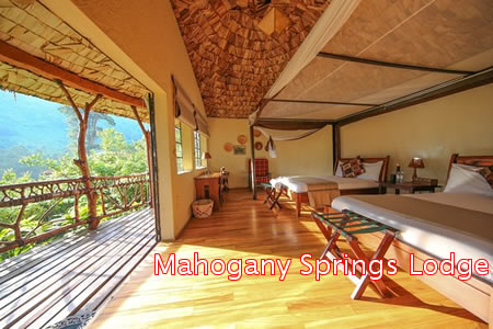 Luxury Lodges in Bwindi Forest