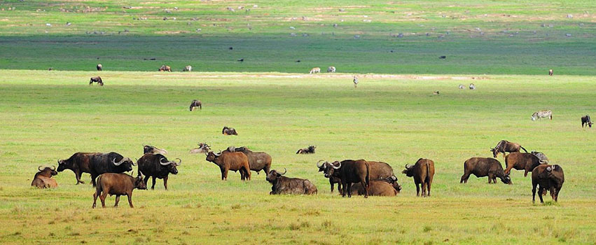 Ngorongoro Conservation Area