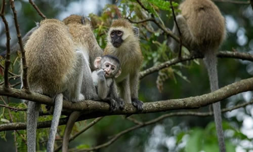 Congo gorilla tours