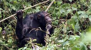 5 Days Rwanda primates safari